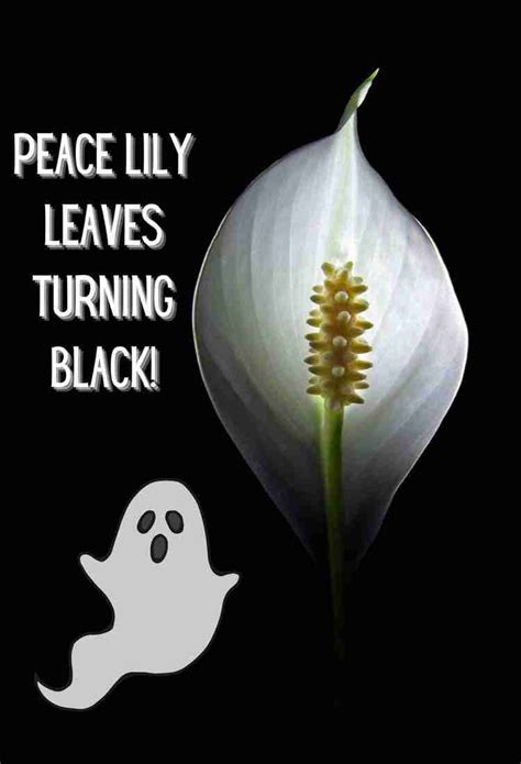 black i peace|peace lily turning black.